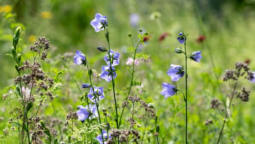 Glockenblumen in der Gartenwiese