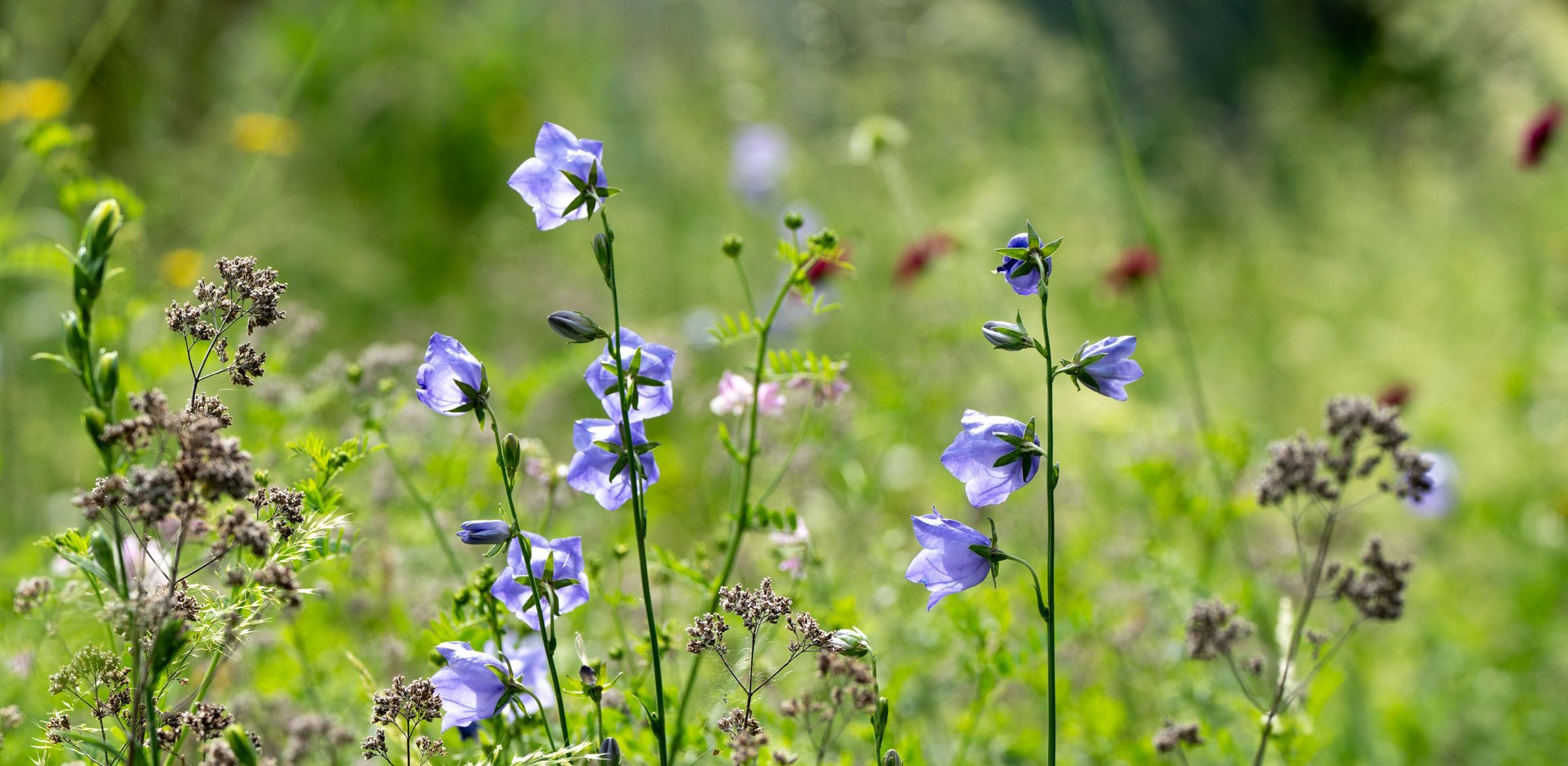 Glockenblumen in der Gartenwiese