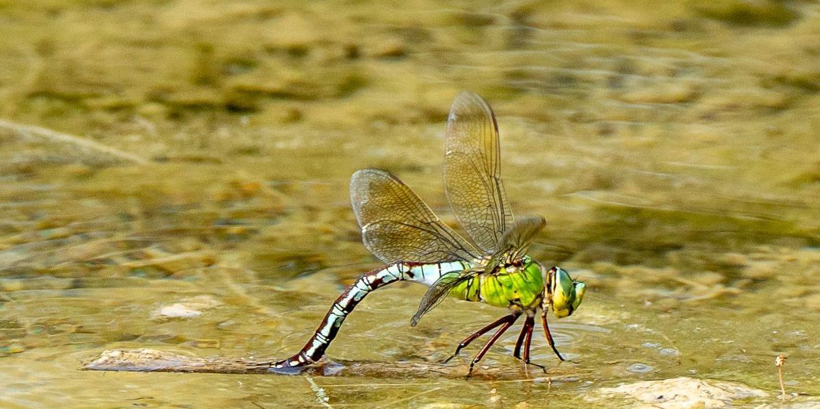 Große_Königslibelle | Bild: Heinrich Inkoferer Libelle