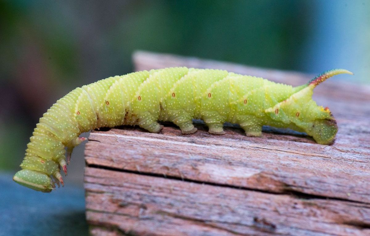 Raupe des Pappelspinners | Bild: Heinrich Inkoferer Raupe des Pappelspinners