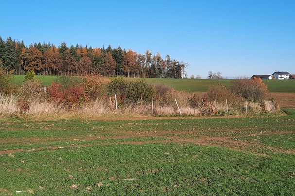 Feldhecken bereichern das Landschaftsbild. Foto: Stefan Englbrecht