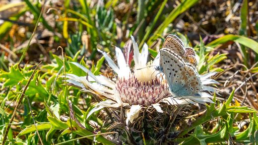 Silberdistel mit zwei Faltern "Silbergrüner Bläuling" 