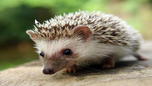 Igel Klein Jung