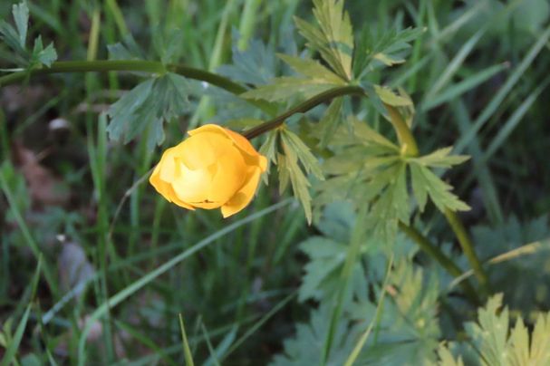 Trollblume. Foto: Achim Grünewald