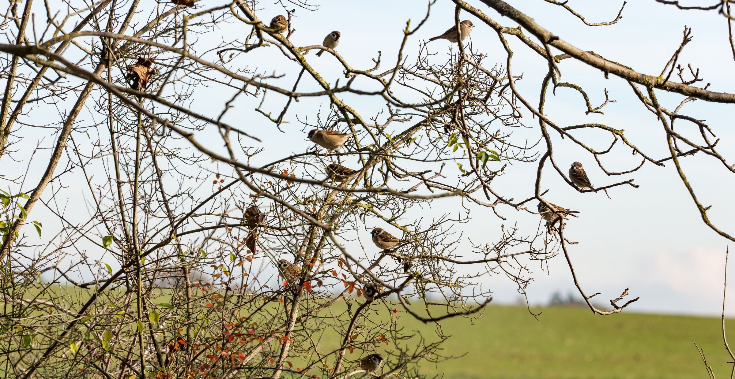 Feldsperling Spatz