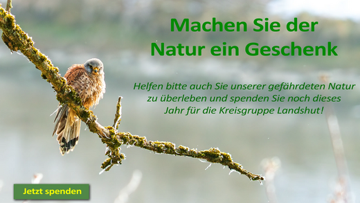 Turmfalke Ast sitzend Isar