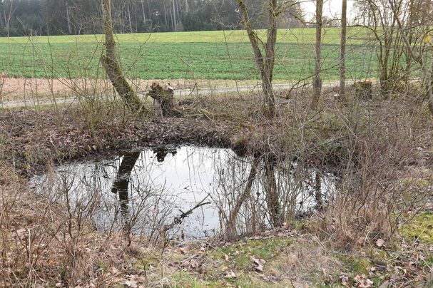 freigelegter Tümpel