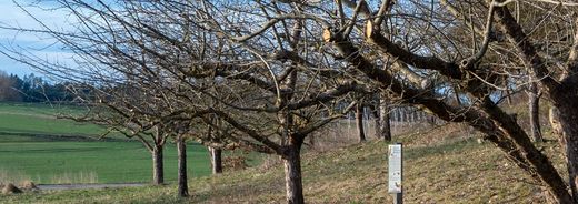 Mäßiger Zuschnitt von Obstbäumen