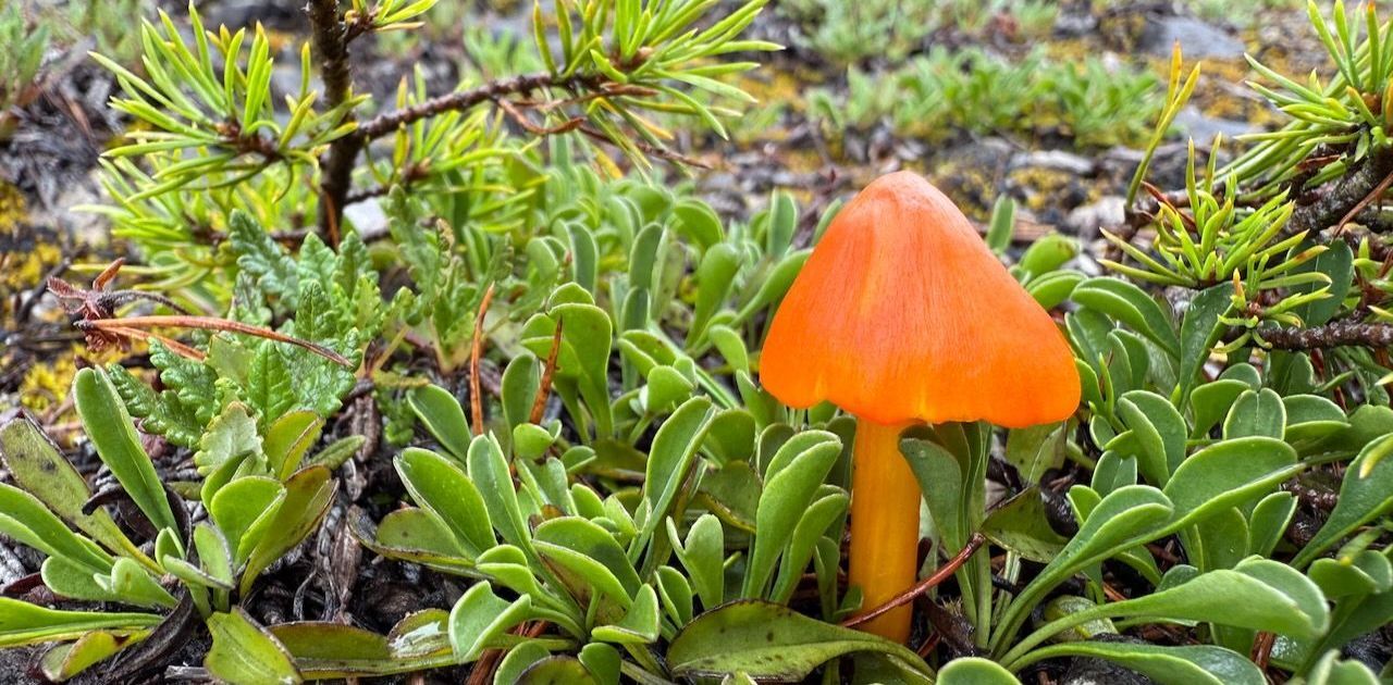 Pilz | Bild: Heinrich Inkoferer 
