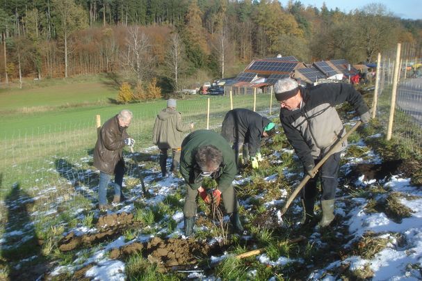 Heckenpflanzung bei Vilsbiburg Foto: Brigitte Englbrecht