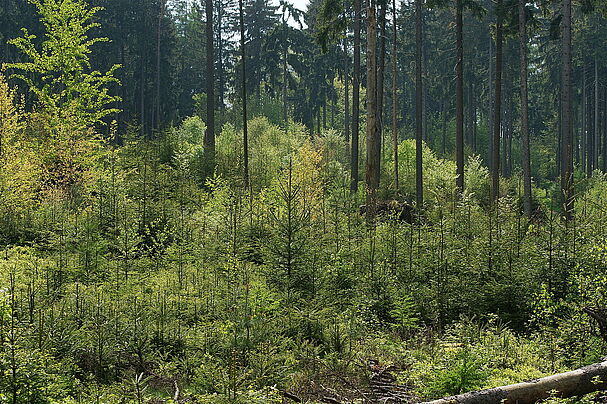 Waldumbau im Bauernwald – was kann die Jagd dazu beitragen? Foto von Wolfgang Schödel