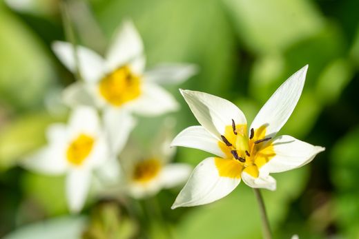Biflora tulip - Zweiblütige Tulpe