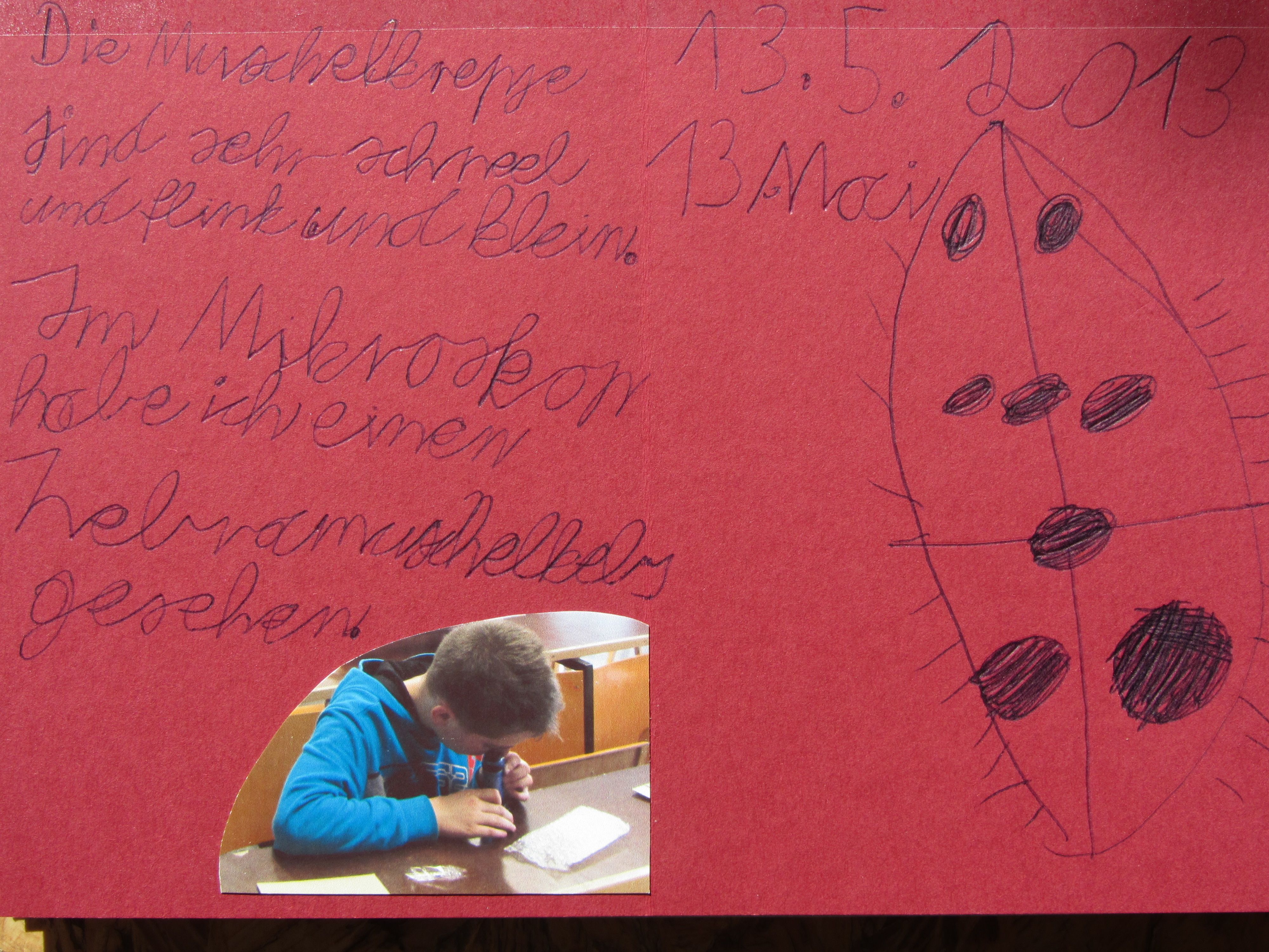 Mai 2013: Teichlebewesen im Mikroskop