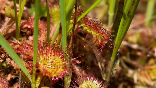 Rundblättriger Sonnentau (Drosera rotundifolia)