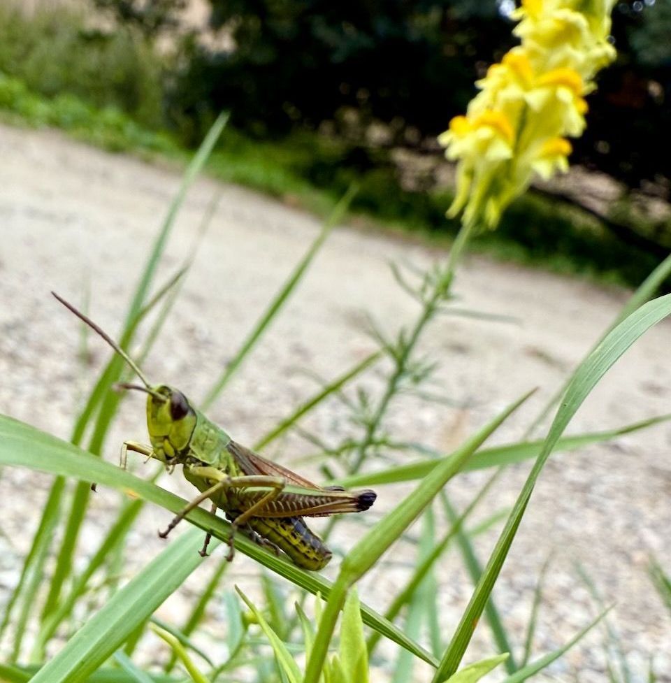 Heuschrecke
