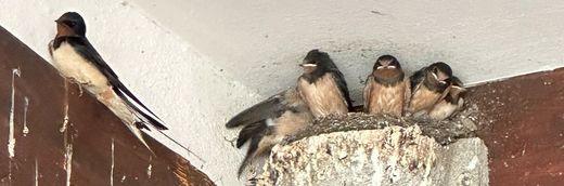 Junge Rauchschwalben im Nest mit Altvogel 