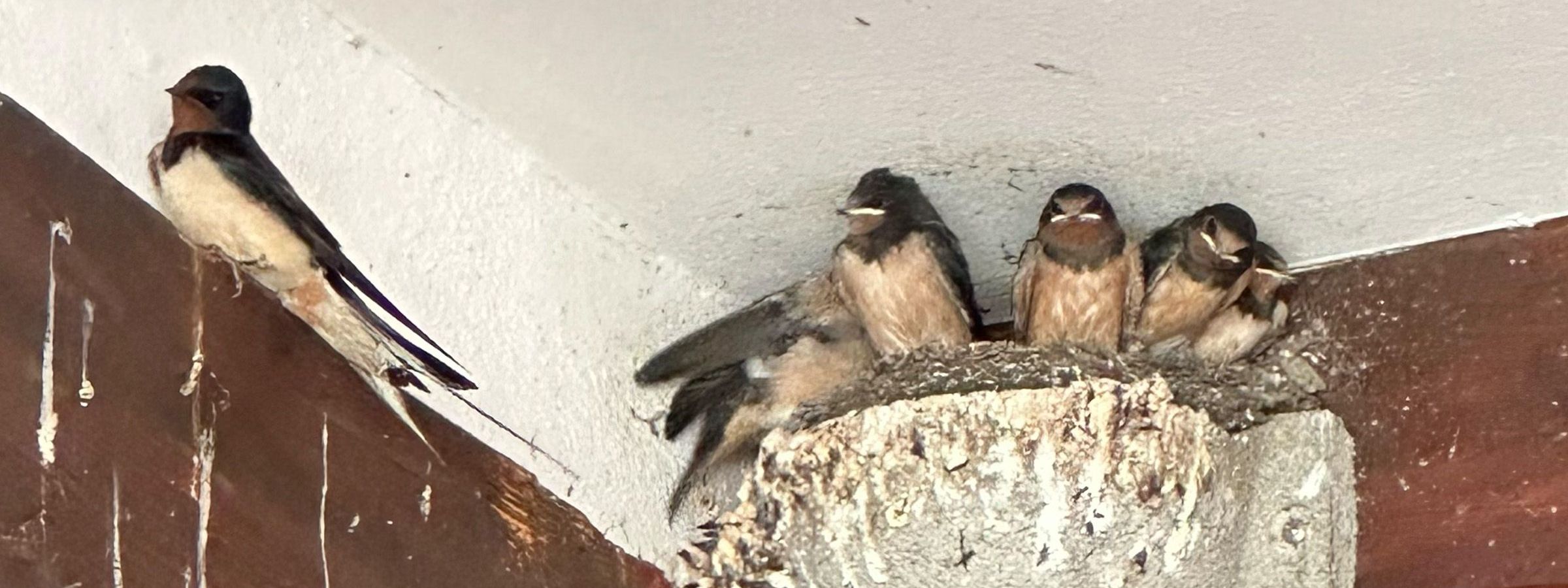 Junge Rauchschwalben im Nest mit Altvogel 