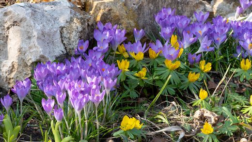 Krokus und Winterlinge 