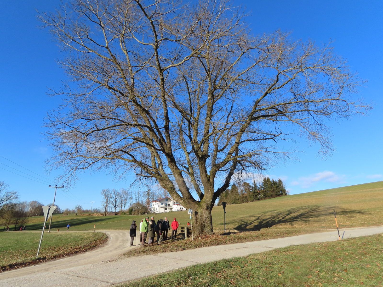 Linde ca. 200 Jahre alt⎥Bild Achim Grünewald