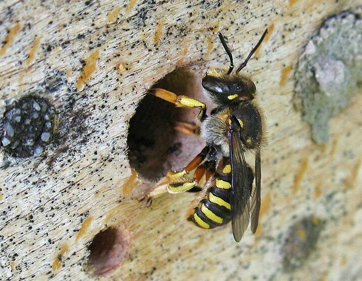 Wildbienen BUND Naturschutz in Bayern e.V.