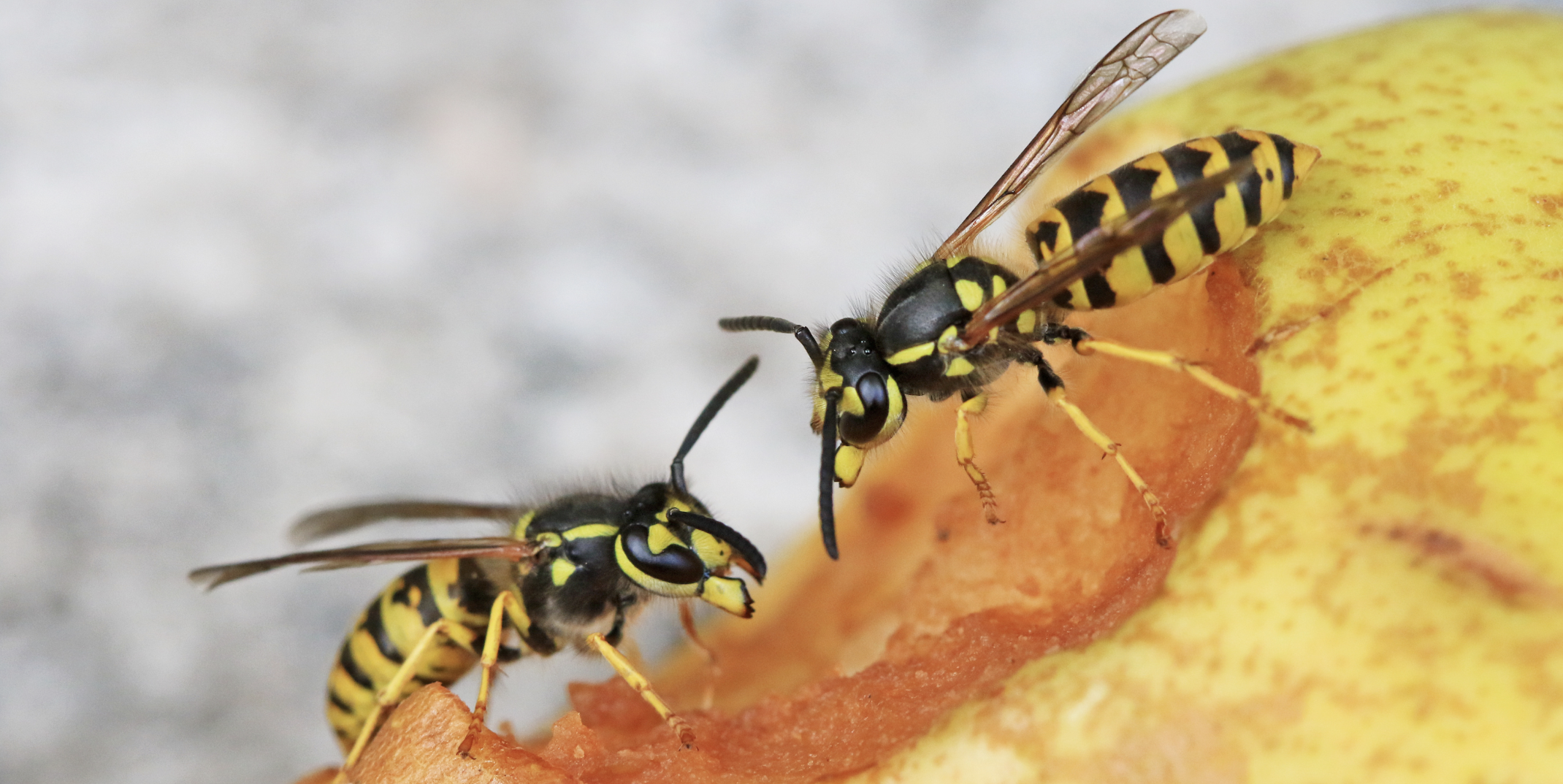 Deutsche Wespe auf Birne
