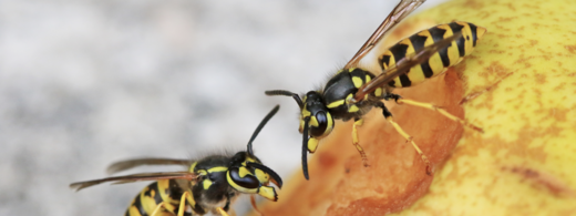 Deutsche Wespe auf Birne