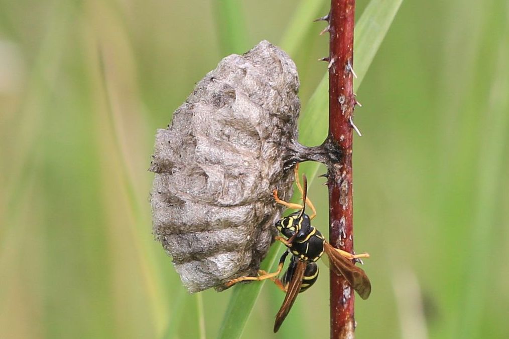 Gallische Feldwespe