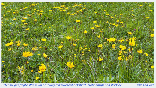 Blumenwiese mit Wiesenbocksbart (Tragopogon pratensis)