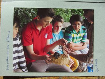 Juli 2013: Schwalbenkinder vorübergehend in menschlicher Obhut