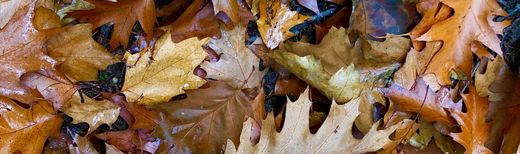 Laub Herbst Boden