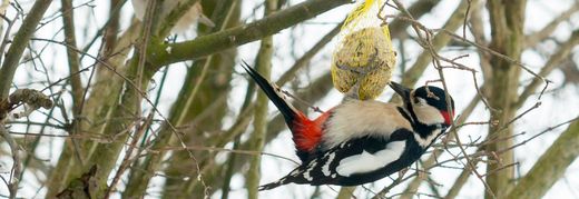 Ein Buntspecht lässt sich den Meisenknödel als zusätzliches Futter im Winter schmecken