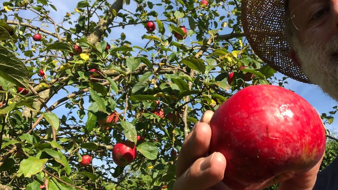 Apfel frisch vom Baum | Bild: Heinrich Inkioferer Apfel frisch vom Baum