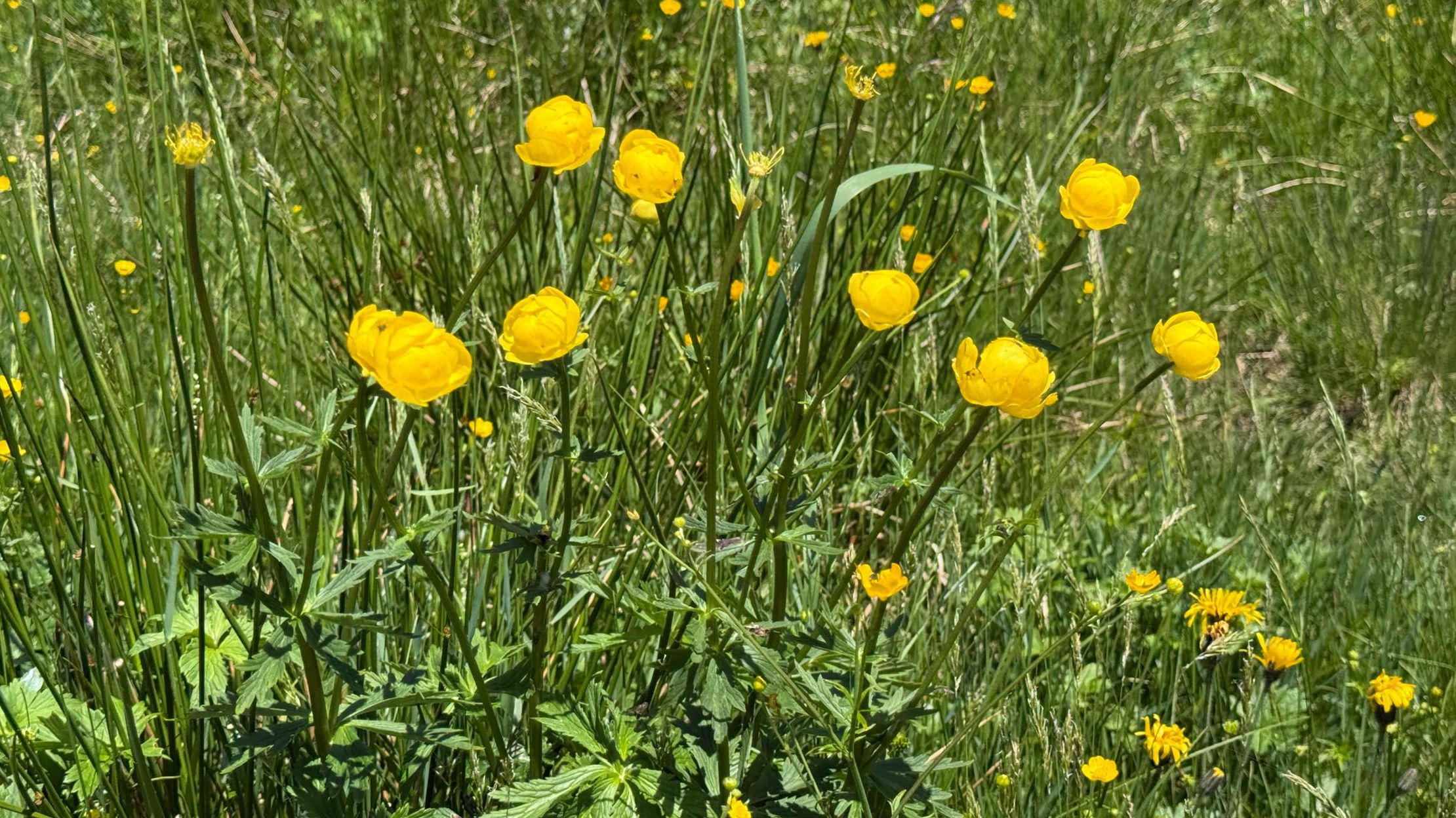 Trollblume