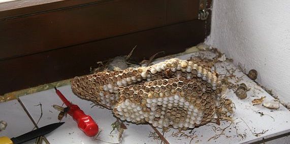 Hornissennest aus Rollokasten ausgebaut