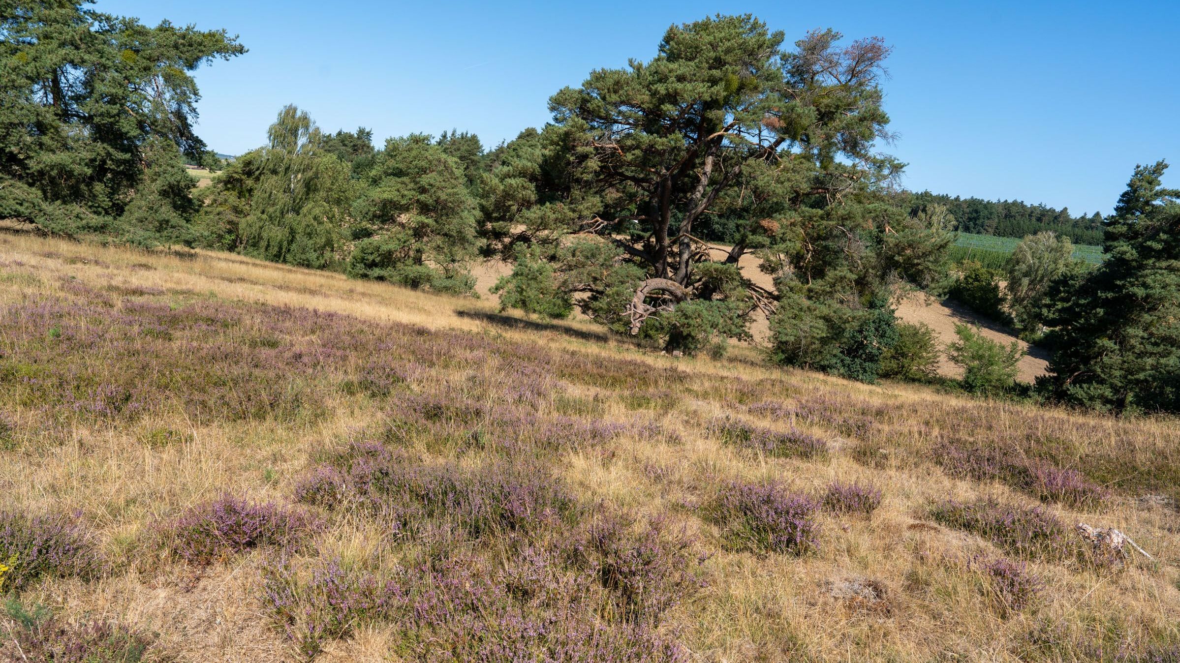 Sandharlander Heide, Blühendes Heidekraut