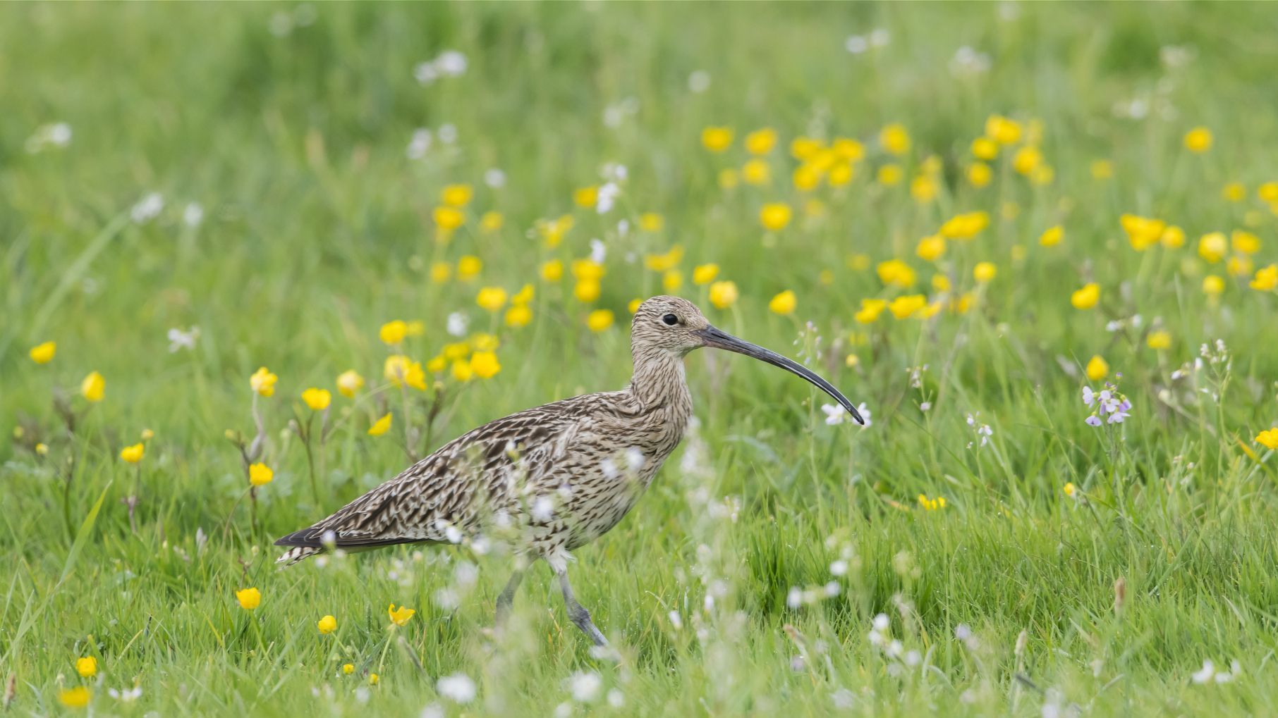 Grosser Brachvogel