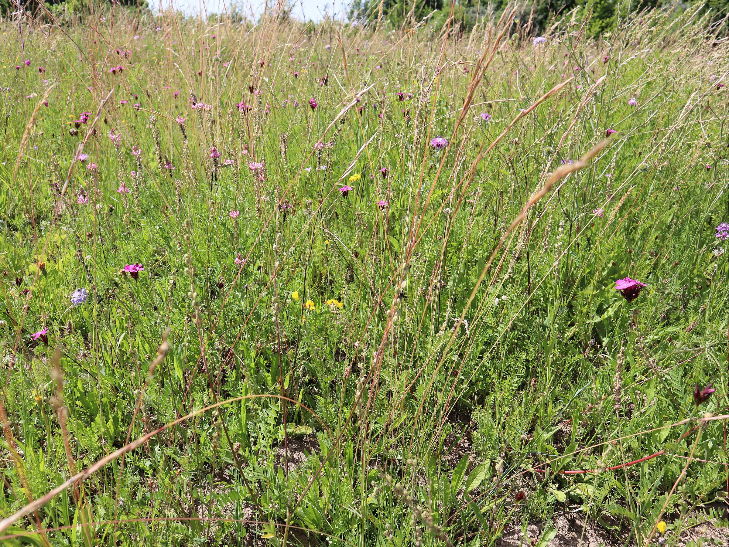 ein Blick auf Hasenaugenhöhe in die Wiese ...