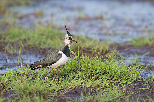 Kiebitz. Foto: Christoph Bosch