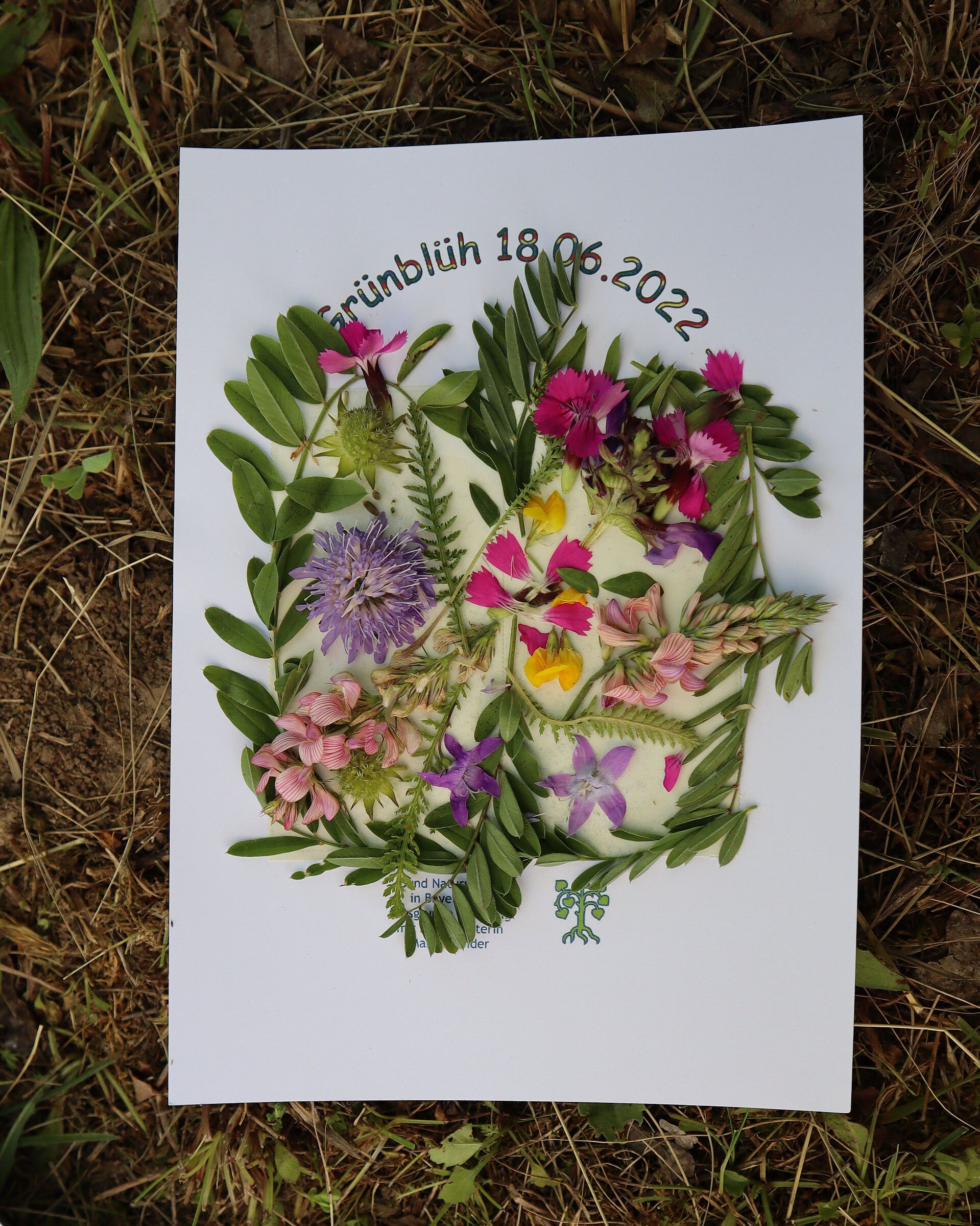 ein Bild mit "Elementen" der Wiese ... ganz nah