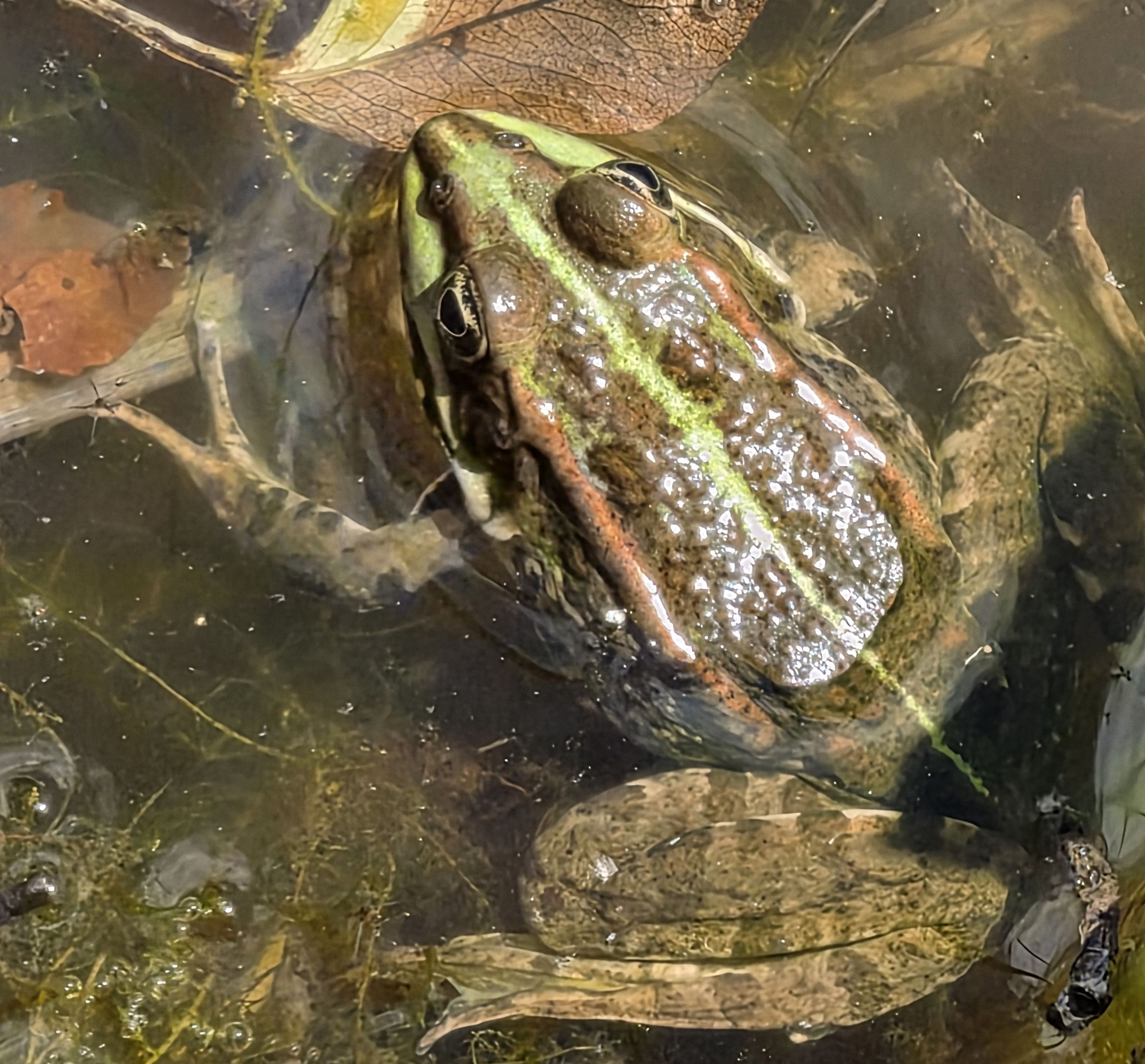 Frosch | Bild: Franz Gumplinger