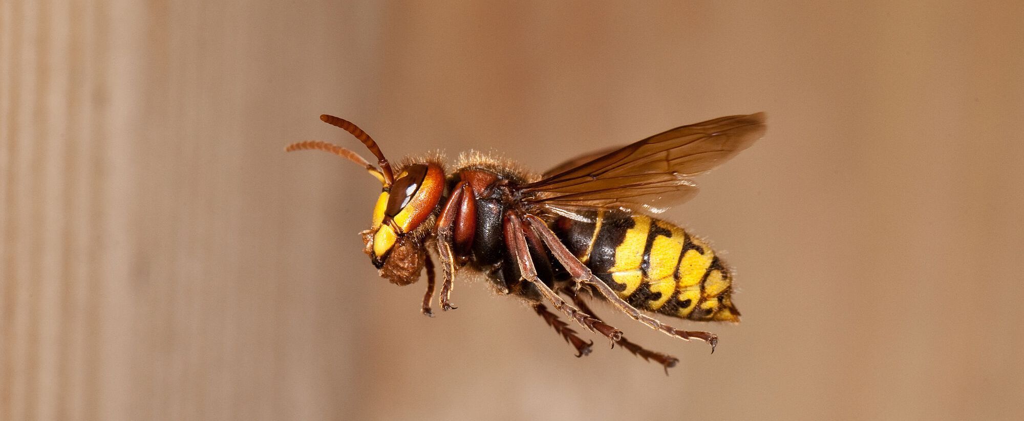 Eine Hornisse von der Seite abgebildet im Flug hält zwischen den Zangen einen kleinen Lehmbrocken