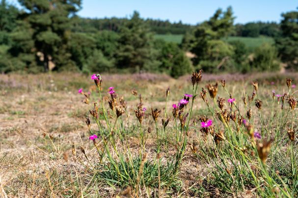 Sandharlander Heide, Büschelnelke 