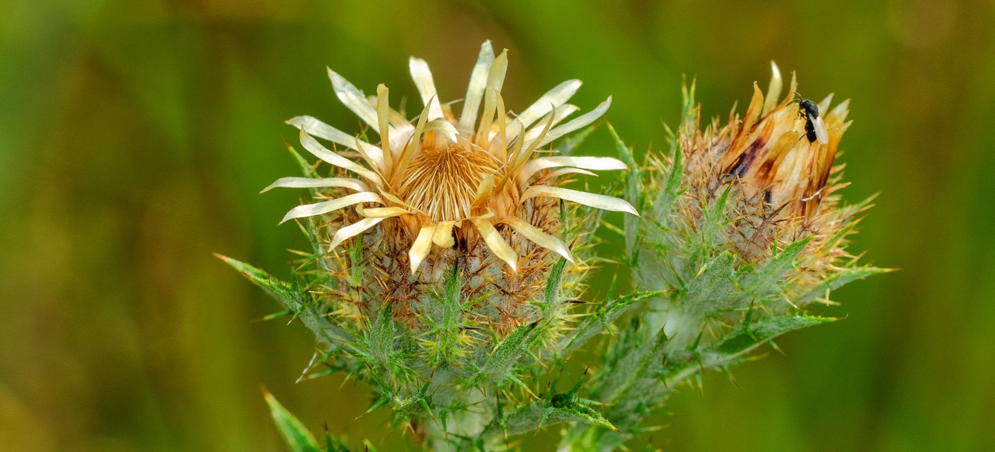 Golddistel (Carlina vulgaris)