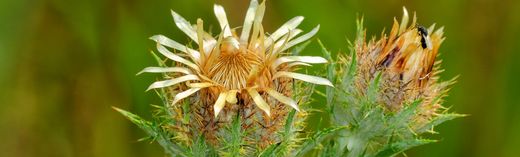 Golddistel (Carlina vulgaris)
