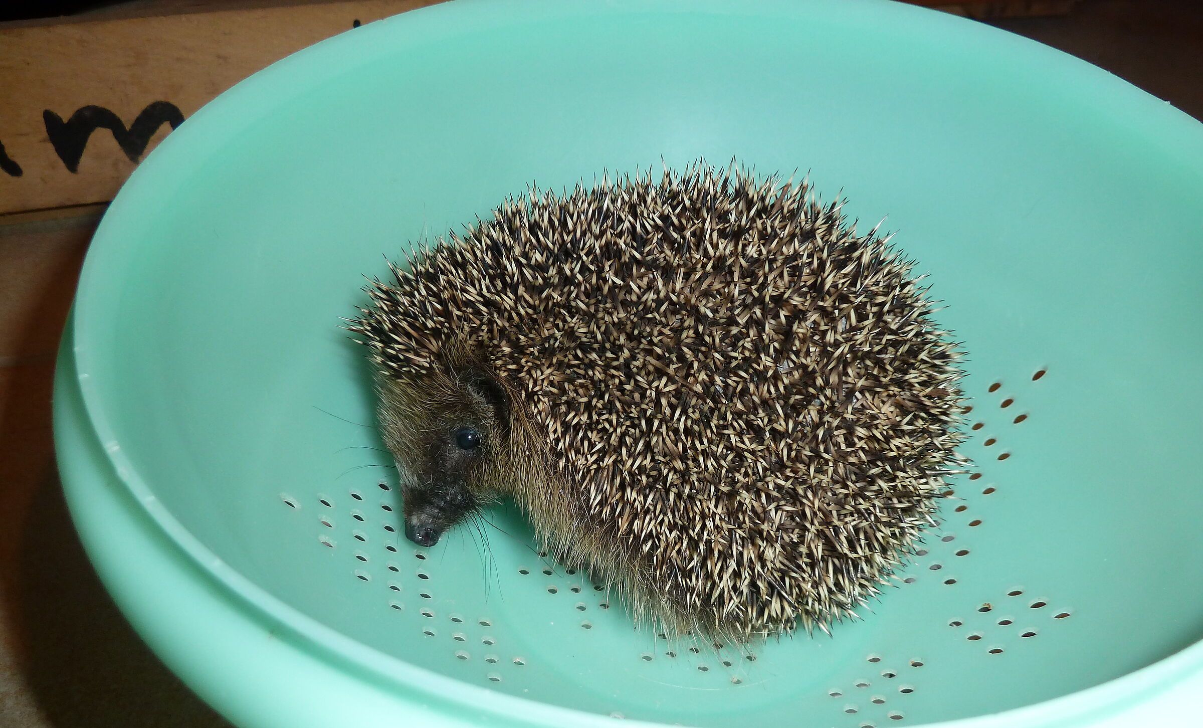 Kleiner Igel in einem Saalatsieb