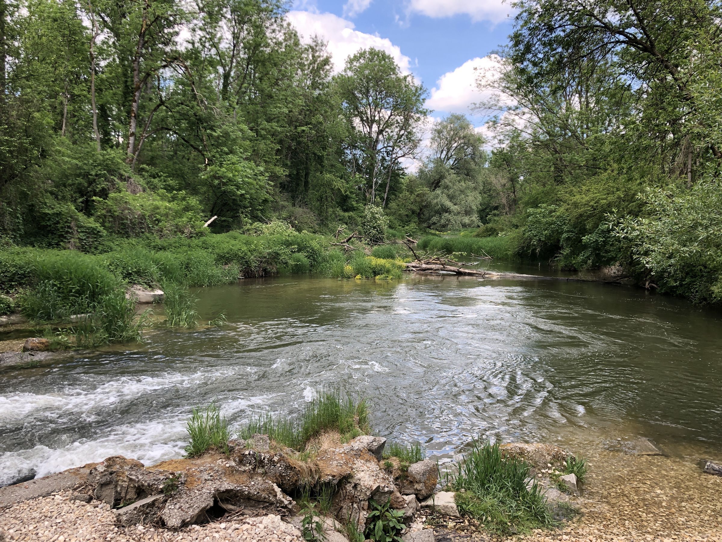 Auwald der Isar, Amperdurchbruch | Bild: Heinrich Inkoferer Amper, Isar, Auwald, bei Wang