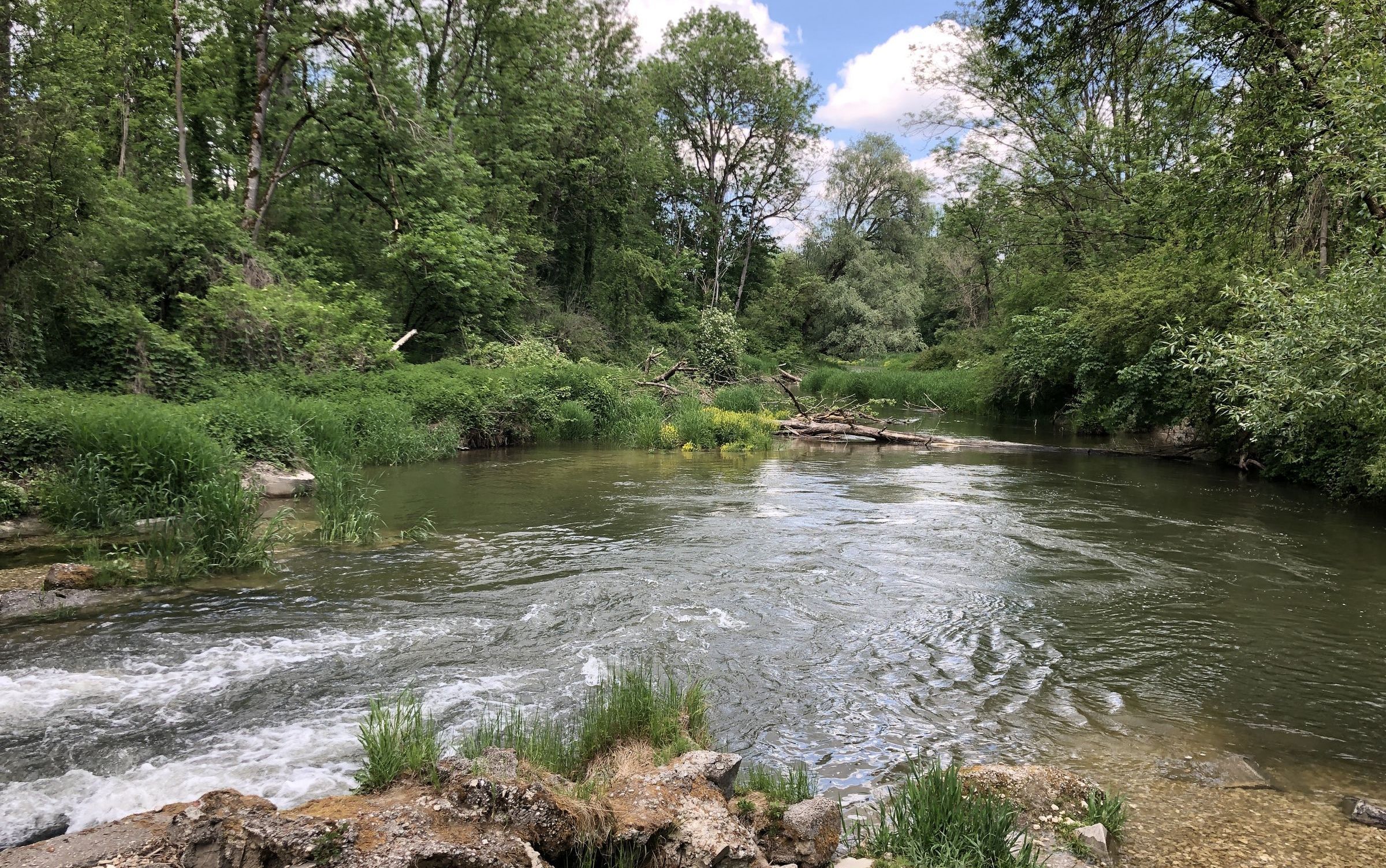 Amper, Isar, Auwald, bei Wang