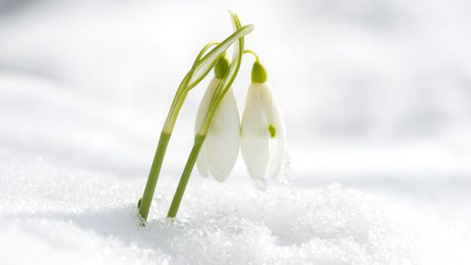 Frühlingsboten Schneeglöckchen 