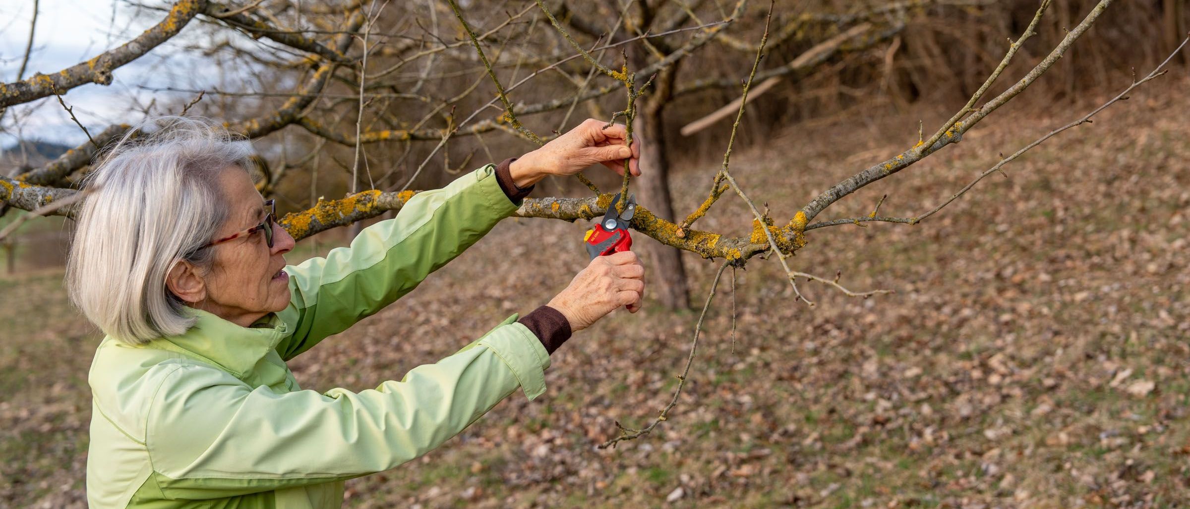 Obstbaumschnitt | Bild: Heinrich Inkoferer Obstbaumschnitt