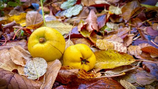 Herbstlaub mit Quitten